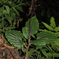 Liparis atropurpurea Lindl.
